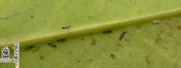 Trips (Heliothrips haemorrhoidalis) - Adultos y larvas.jpg